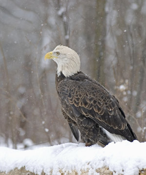 Bald eagle in Minnesota snowfall.