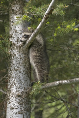 Obraz premium Racoon in tree