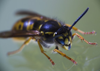 Wasp