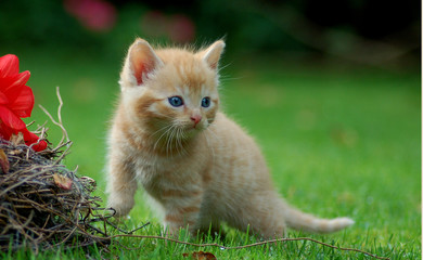 Katzenwelpe