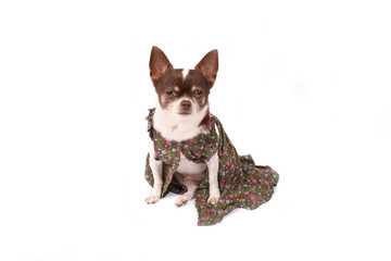 chihuahua and clothes
