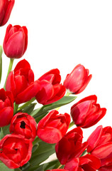 Obraz premium Red tulips on a white background