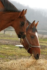 Fototapeta premium cheval