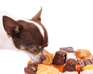 chihuahua is eating sweet deserts on the white background