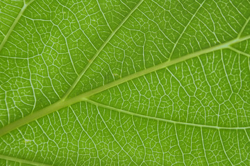 leaf texture