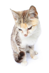 young nice cat on the white background