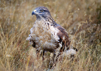 Hawk- ferrungeous