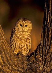 Barred owl