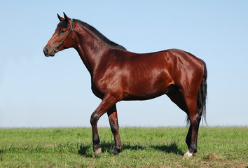 Oldenburger chestnut stallion