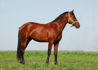 Akhalteke chestnut stallion