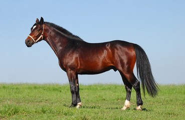 Obraz premium pony chestnut stallion