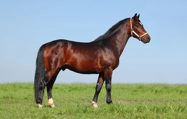 Deurstickers Paardrijden pony chestnut stallion