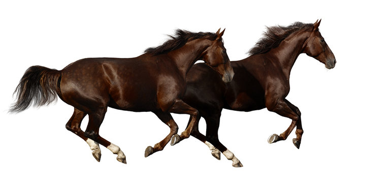 gallop horses