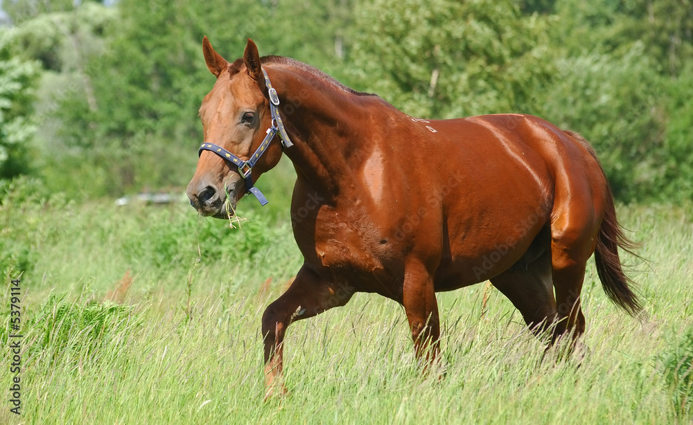 Canvas Prints don red chestnut mare