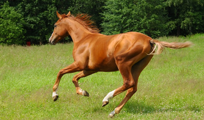 Fototapeta premium don golden sheen stallion