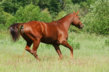 don red chestnut mare