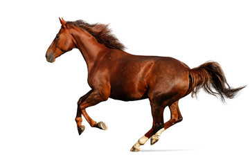 Gallop horse