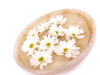 Daisies swimming in a bowl of water