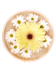 Daisies swimming in a bowl of water
