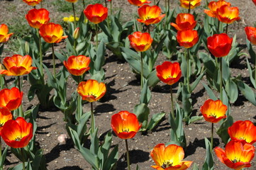 Fototapeta premium Red Flowers