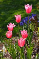 Lily Flowering Tulips