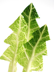 cabbage christmas tree