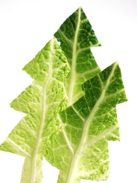 Cabbage Christmas Tree