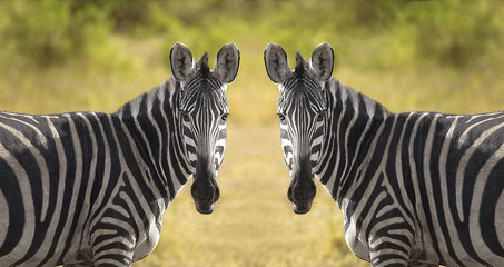 Fototapeta premium Two Zebra