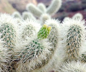 Saguaro Cactus at the Apache Trails in Arizona