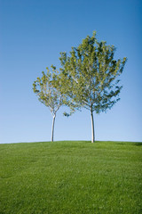 Tree on an open green grass field