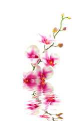 Pink orchid flower in water