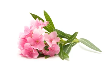 Papier peint photo autocollant rond Fleurs Pink oleander flower on isolated white background