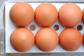 many egg in refrigerator