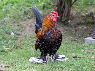 Proud rooster standing on green grass