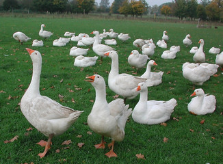 Gänse © Gina Sanders