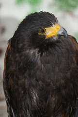 Harris Hawk (Parabuteo Unicintus) - portrait orientation