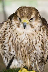 Peregrine Falcon