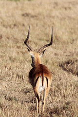 Impala 