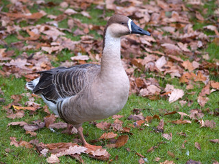 duck