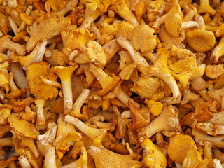Chanterelle mashrooms, close-up