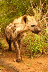 Hyena Youngster (Crocuta  crocuta) Portrait