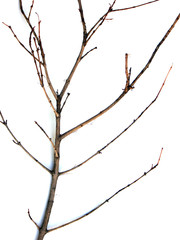 branches