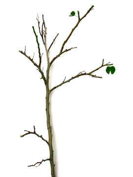 branche verte