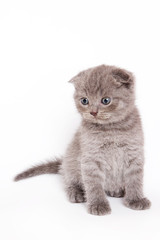 Scottish Fold Kitten