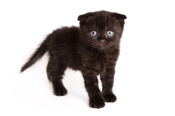 Scottish Fold Kitten