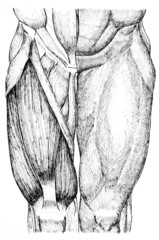 pen and ink anatomical drwaing of the back of a man