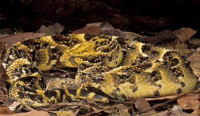 Snake-Puff adder