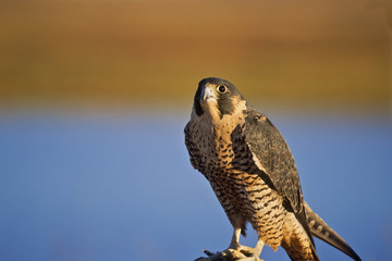 Peregrine falcon