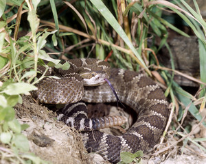 Fototapeta premium Eastern diamondback rattlesnake 