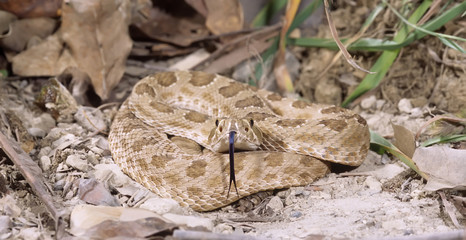 Prairie rattlesnake,tongue tasting the air